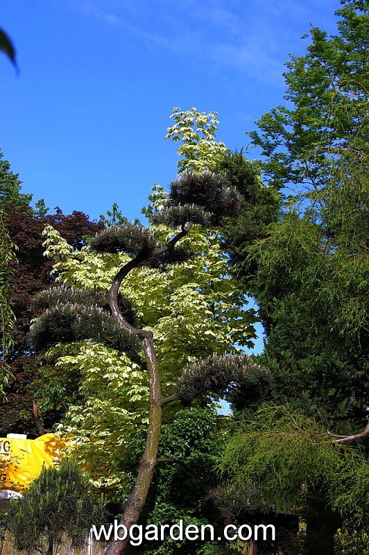 wbgarden spring 30.JPG